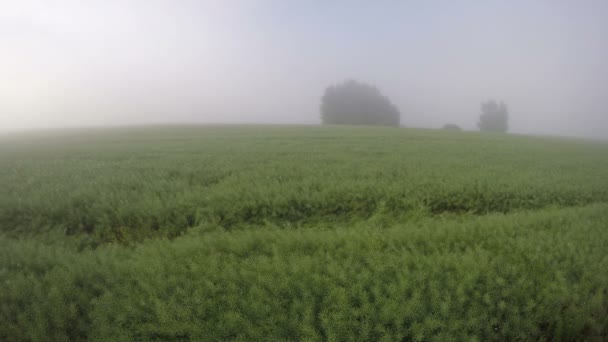 Tidiga morgondimman sommaren och soluppgång på raps fält efter blomningen. Timelapse 4k — Stockvideo