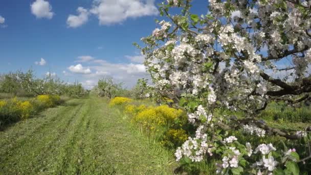 Beau jardin fleuri de verger de printemps de pommier. Timelapse 4K — Video