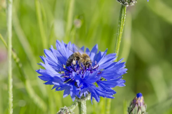 Nyári méhecske gyönyörű Búzavirág — Stock Fotó