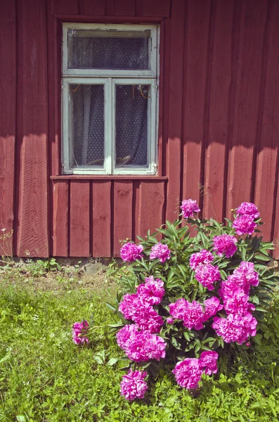 Цветущие красивые пионские кусты возле летней стены фермы — стоковое фото