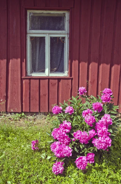 Blooming beautiful peony bush near summer farm wall — Stock Photo, Image