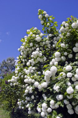 bahçede çiçek açması kartopu (Viburnum opulus) bush