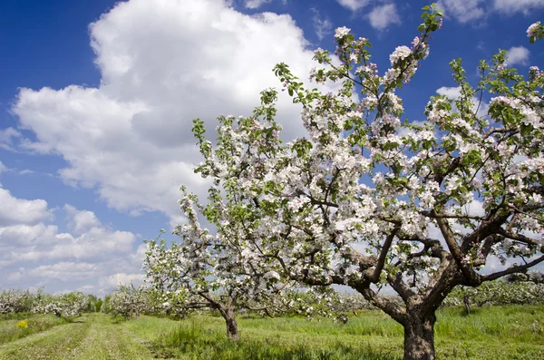 Jardín huerto industrial de manzano de primavera floreciente — Foto de Stock