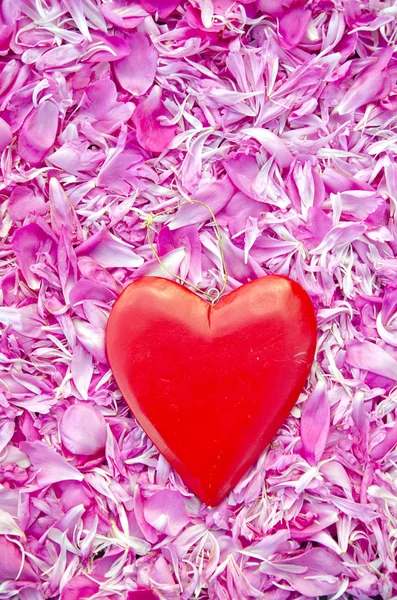 Prachtige rood hart op verse peony bloesems petal achtergrond — Stockfoto