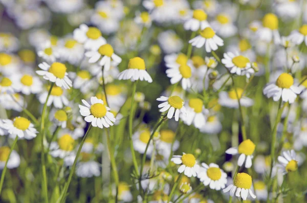 Blur fresh chamomile medical flowers blossoming background — Stock Photo, Image