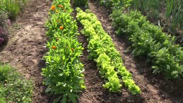 Yaz Bahçe sebze ve tıbbi otlar ile. 4k — Stok video