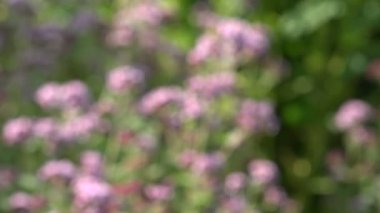 tıbbi bulanıklık ve baharat otlar vahşi mercanköşk kekik. 4k