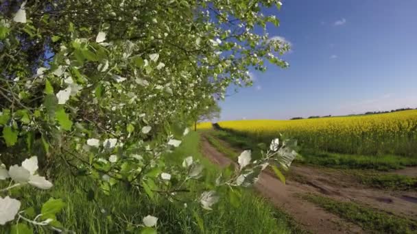 Сельская дорога весной и цветущее рапсовое поле.4K — стоковое видео