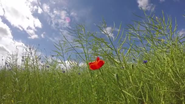 Самотній червоний мак цвіте в ріпаковому полі і хмари на вітрі. Тімелапсе 4k — стокове відео