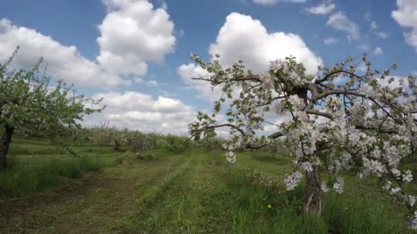 Blossoming apple tree  industrial garden in spring. Timelapse 4K — Stock Video