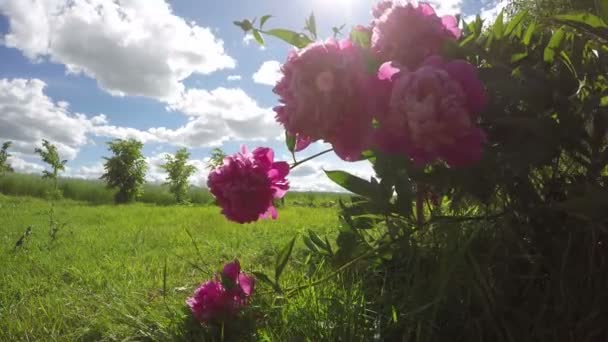 Flores bonitas flores peônia floresce no vento e sol raio de sol. Prazo de validade 4K — Vídeo de Stock