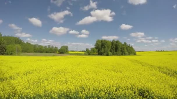 beau champ jaune de colza fleurissant et mouvement des nuages. Timelapse 4K 