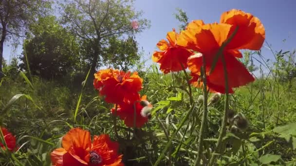 Hermosas flores de amapola de primavera en el jardín y el viento. 4K — Vídeos de Stock