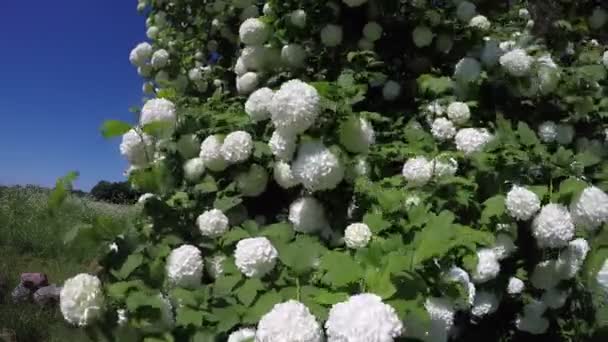 Beautiful spring viburnum snowball  blossoms in wind and clouds. 4K — Stock Video