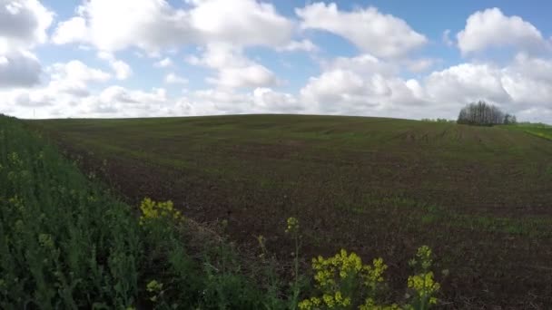 Весеннее пшеничное поле с молодыми небольшими побегами и тучами. Timelapse 4K — стоковое видео