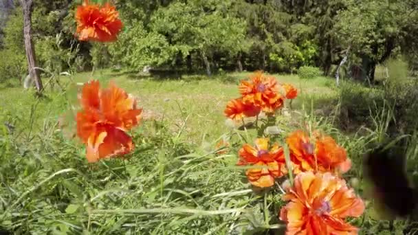 Hermosas flores de amapola de primavera en el jardín y el viento. Timelapse 4K — Vídeo de stock