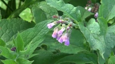 güzel blosoming tıbbi bitki karakafes (Symphytum officinale)