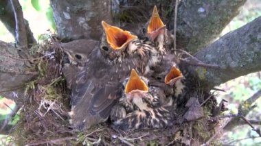 armut ağacında piliçle şarkı ardıç (Turdus philomelos) yuva
