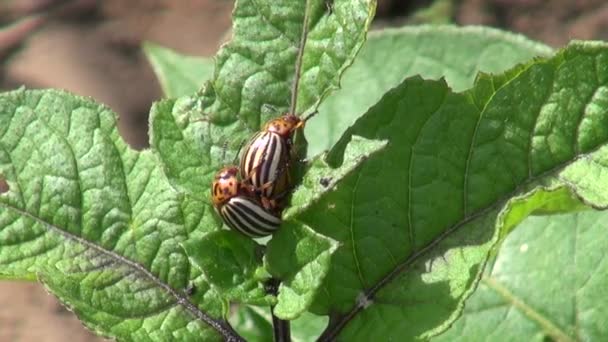 Copulation de pommes de terre Colorado beatles sur la feuille de pomme de terre — Video