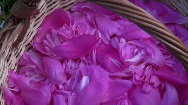 Pétalos de peonía rosa en la cesta de madera tejida sobre hierba — Vídeo de stock