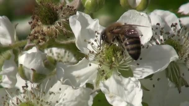 Blackberry (Rubus caesius) blossoms and honey bee collecting nectar — Stock Video