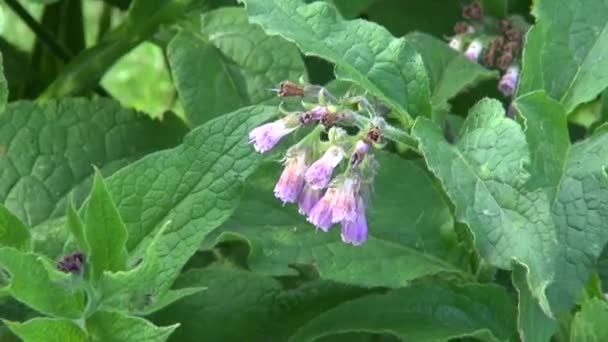 Mooie blosoming medisch kruid smeerwortel (Symphytum officinale) — Stockvideo