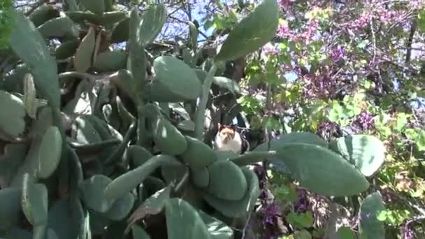 Gato en abandonado Rhodes isla jardín en verano — Vídeo de stock