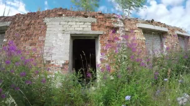 Rovine di casa con fiori selvatici e betulla nel vento. Timelapse 4K — Video Stock