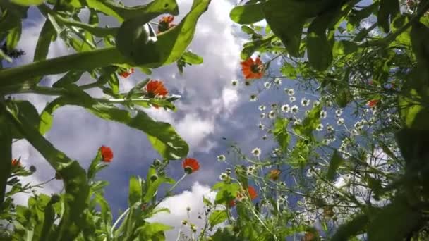 夏の風にカモミールとマリーゴールドのカレンデュラを医療の花。タイムラプス 4 k — ストック動画