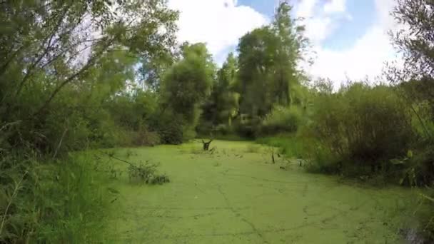 Agua del estanque del pantano salvaje con hierba de pato verde. Timelapse 4K — Vídeos de Stock