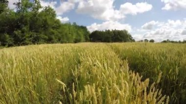 yaz ortası buğday çiftlik hareket alanı ve bulutlar. Timelapse 4k