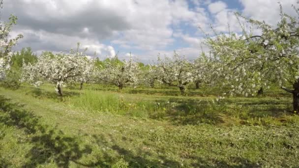 Цветущие яблони в промышленном саду. Timelapse 4K — стоковое видео