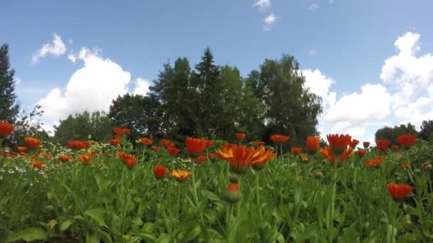 Blossoming medical herbs  marigold calendula in farm garden and clouds in wind. timelapse 4K — Stock Video