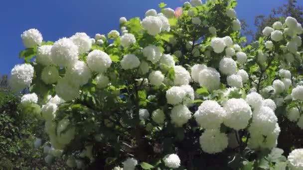 Beau viburnum boule de neige arbre fleurit dans le vent de printemps. 4K — Video