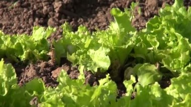 çiftlik sebze bahçesinde. Marul, soğan ve havuç