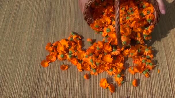 Versano freschi fiori di calendula calendula erba medica sul tavolo dal cestino — Video Stock