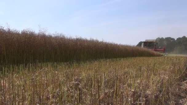 Cosechadora cosechadora cosecha campo de trigo — Vídeo de stock