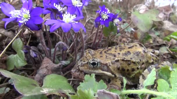 Çift ortak kurbağaları Rana temporaria bahar çiçekleri yakınındaki — Stok video