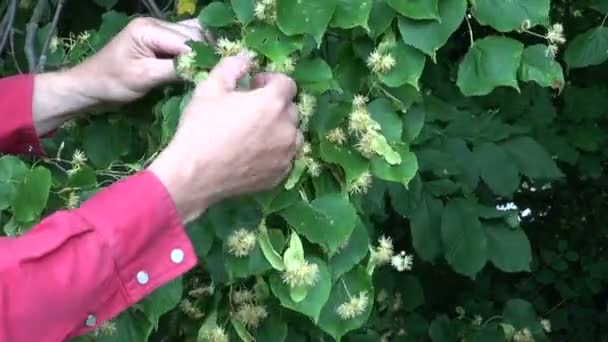 Herbalist hands pick linden lime tree blossoms — Stock Video
