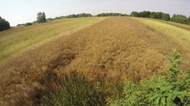 yağlı tohum tecavüz alanları, taşıma hasat timelapse 4 k birleştirmek