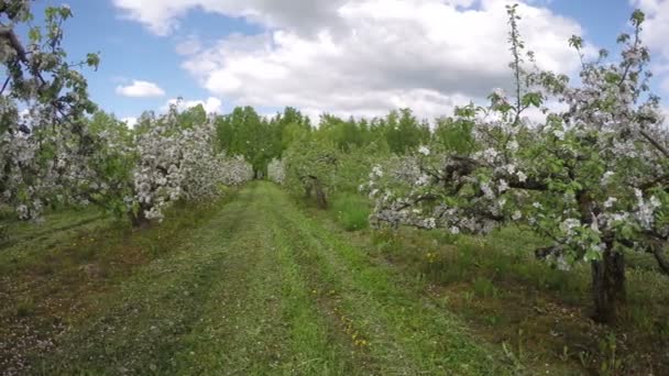 Feld mit blühenden Apfelbäumen, Zeitraffer 4k — Stockvideo