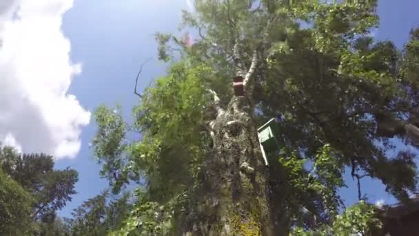 Un viejo abedul con cajas de anidación, timelapse 4K — Vídeo de stock