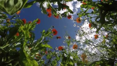 Calendula ve papatya, 4k ile bulutlu gökyüzü