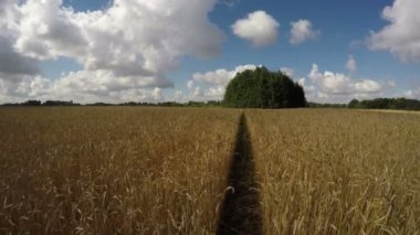 Bulutlu gökyüzü, 4 k ile yaz aylarında olgun buğday ile manzara