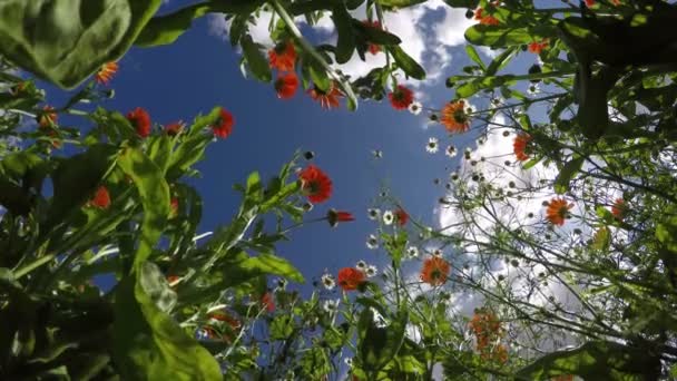 Bewölkter Himmel durch Ringelblume und Kamille, 4k — Stockvideo