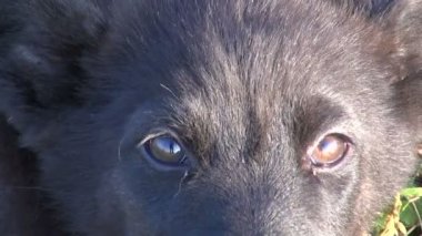 Siyah köpeğin yüzünü kapat