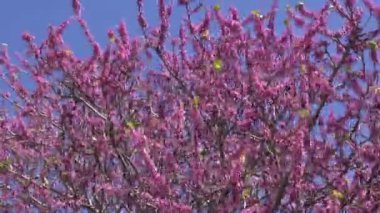 Pembe çiçekli ağaç Rodos