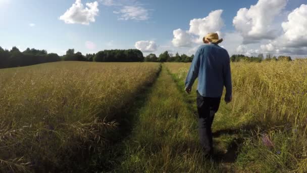 Boer passeren door op weg door oliehoudende zaden verkrachting velden, 4k — Stockvideo