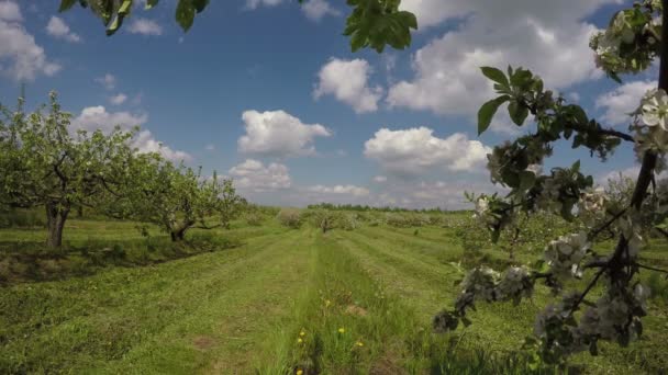 Campo de manzanos jardín industrial, 4K — Vídeo de stock