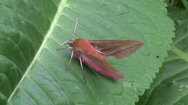 Prachtige vlinder olifant hawk-moth zittend op blad — Stockvideo